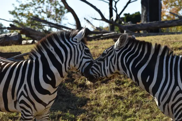 לונרסלוטס קזינו תמיכה